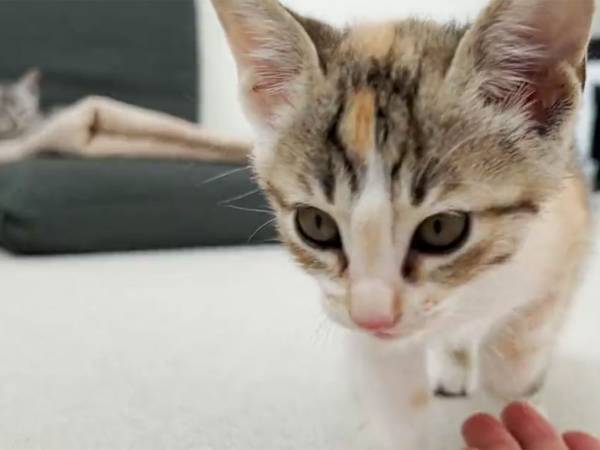 保護された兄妹猫　新しい家に来て２日目にして？　見せた姿に「反則です」