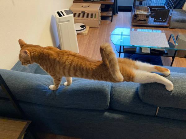 飼い主「ようやく撮れた」　猫の貴重な姿に「体操選手みたい」