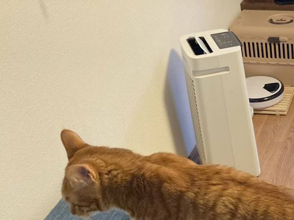 飼い主「ようやく撮れた」　猫の貴重な姿に「体操選手みたい」