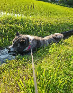 『ちょうどいい場所』を見つけた秋田犬　まさかの行動に「強い」「たまらん光景」