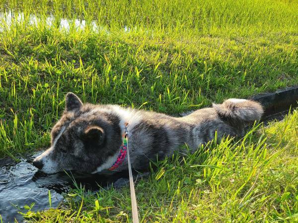 『ちょうどいい場所』を見つけた秋田犬　まさかの行動に「強い」「たまらん光景」