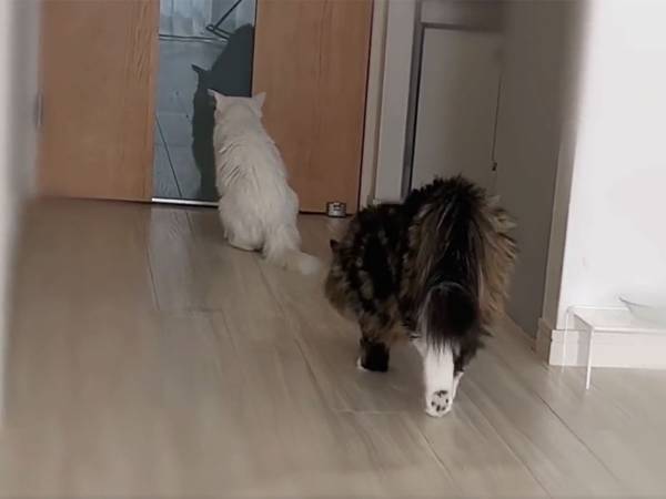 忍び足で白猫に近付く猫　一触即発…かと思いきや？　「ただただ可愛い」