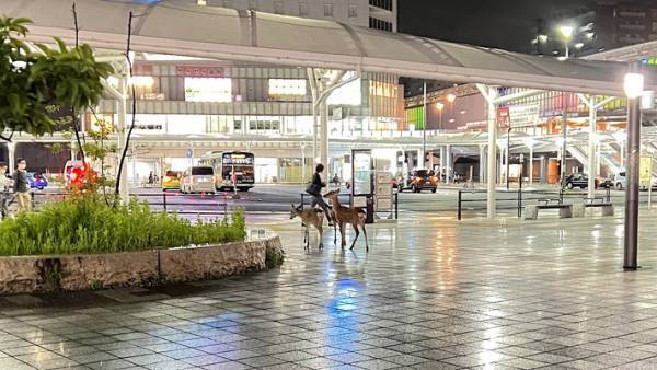 ２０時に奈良駅にいたのは？　「夜遊びでもしてたのかな」