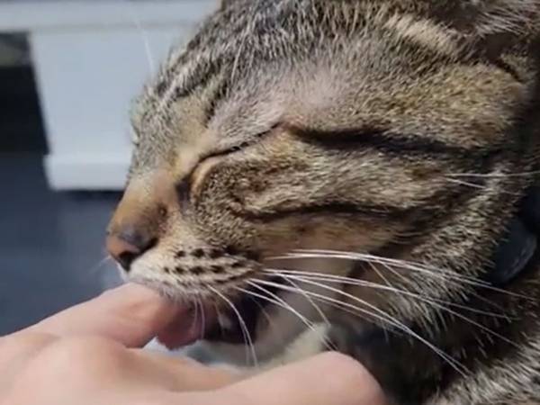 飼い主の指をしゃぶり至福の表情！　そんな猫の口から指を引き抜くと？