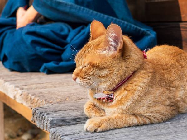 猫の『名前の由来』を聞いた女性　おじいさんの返答に「吹き出した」「やばい」