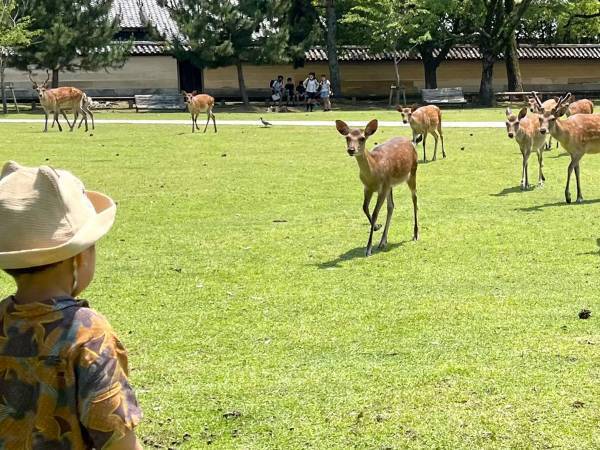 「仲間意識を感じたのかも」「逃げて～！」　棒立ちの１歳児に、シカたちが？
