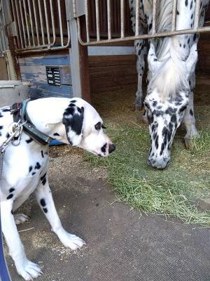 『自分と似てる子』が気になる馬　視線の先に「最高のツーショット」「生き別れの兄弟！？」