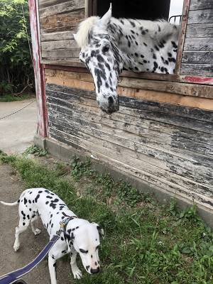『自分と似てる子』が気になる馬　視線の先に「最高のツーショット」「生き別れの兄弟！？」