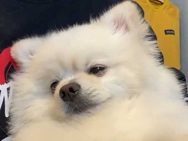 仕事中の飼い主　そこに居座るポメラニアンの姿がクセになる