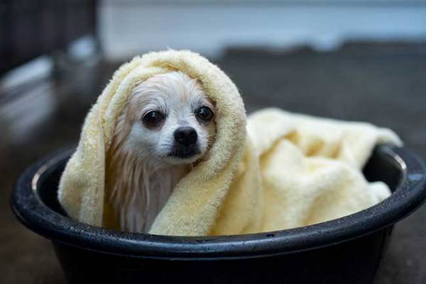 散歩中、用水路をのぞき込む愛犬　そこには、ずぶ濡れのチワワが…