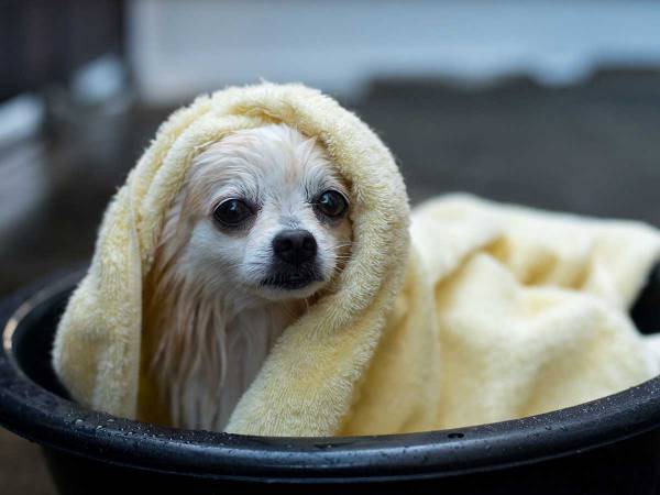 散歩中、用水路をのぞき込む愛犬　そこには、ずぶ濡れのチワワが…