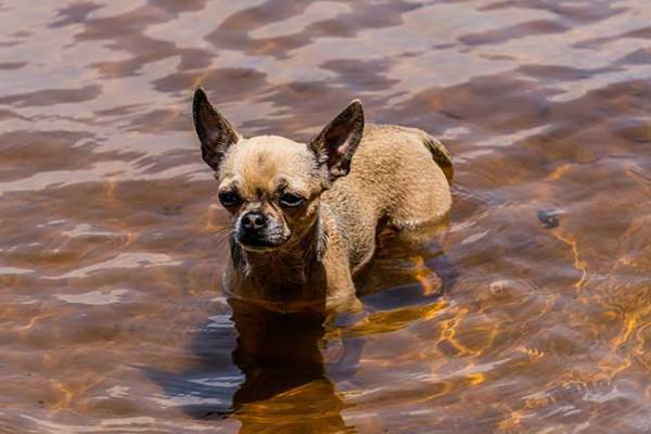 散歩中、用水路をのぞき込む愛犬　そこには、ずぶ濡れのチワワが…