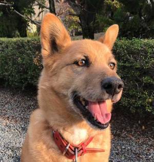 散歩中、用水路をのぞき込む愛犬　そこには、ずぶ濡れのチワワが…