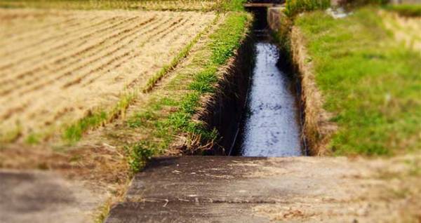 散歩中、用水路をのぞき込む愛犬　そこには、ずぶ濡れのチワワが…
