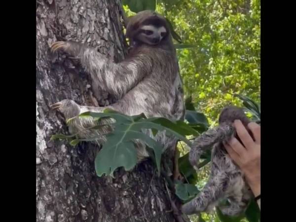 木から落ちたナマケモノの赤ちゃん　母親に近付けると…？　「涙が出た」