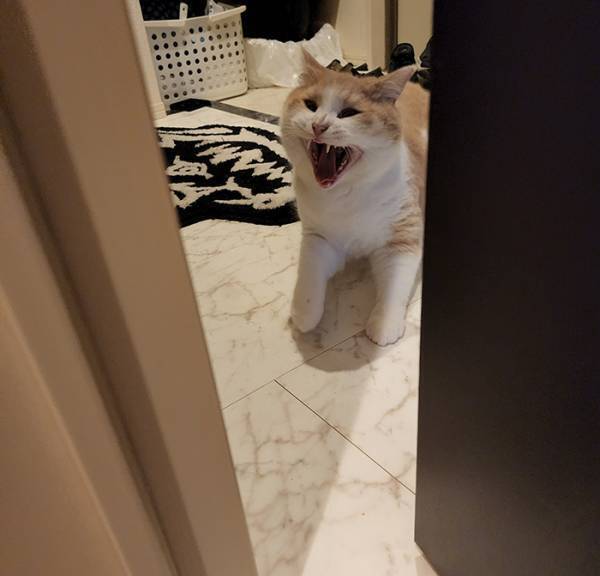 トイレが長すぎる飼い主　猫の行動に「ブチ切れで吹いた」「見事な般若顔」