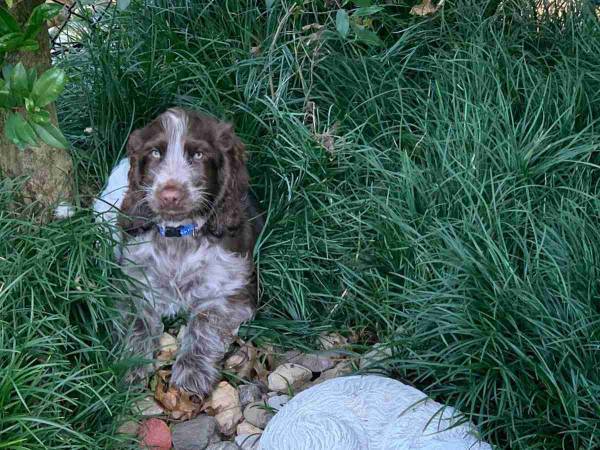 新しく飼い始めた犬が、毎朝向かう『場所』に号泣　「悲しいけれど、感動した」