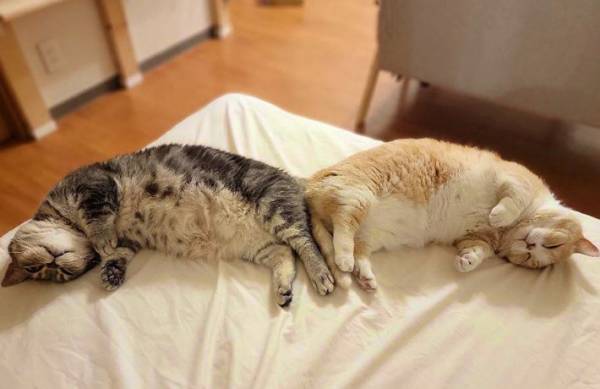 飼い主「なんでこうなったのか、不思議です」　２匹の愛猫の『奇跡の１枚』に反響