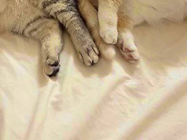 飼い主「なんでこうなったのか、不思議です」　２匹の愛猫の『奇跡の１枚』に反響