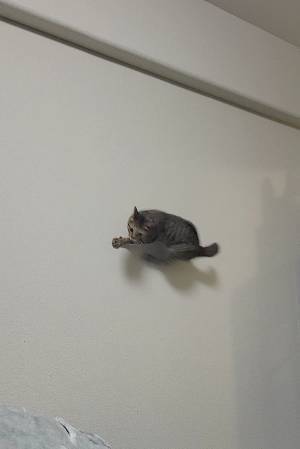 見よ、これが現代日本に現れた『忍者』だ…！　「二度見した」「ニャンジャ！？」