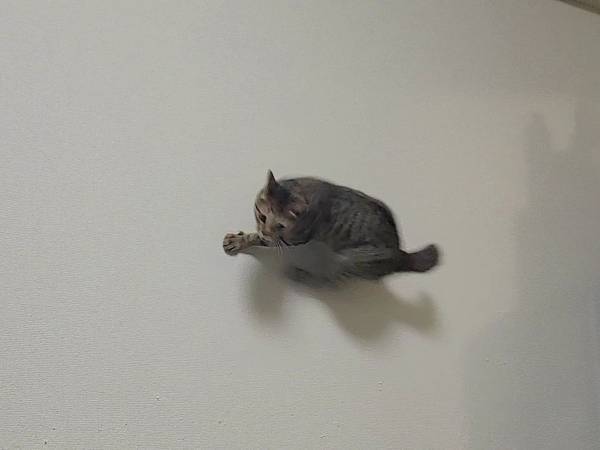 見よ、これが現代日本に現れた『忍者』だ…！　「二度見した」「ニャンジャ！？」