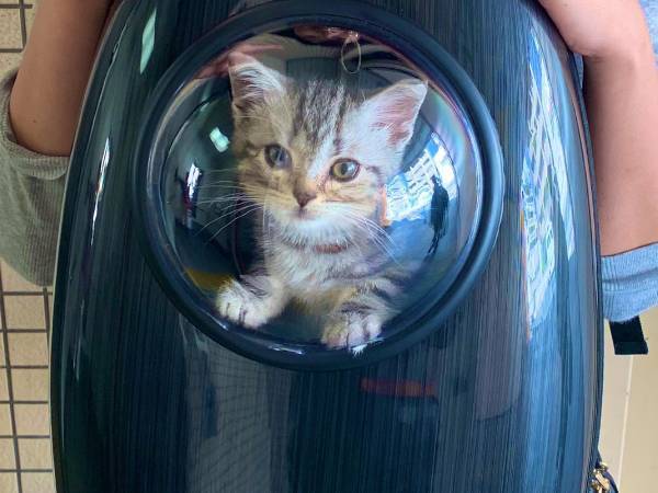 信号待ちをしていると、小学生が大興奮　その理由に「見入ってしまいそう」