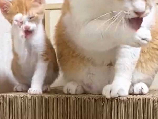 「シンクロしてる！」「永遠に見ていたい」　食後、先住猫と子猫が…？