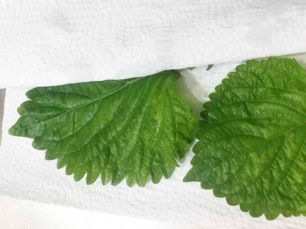 大量消費はこれで決まり！　大葉の醤油漬けが想像以上においしかった