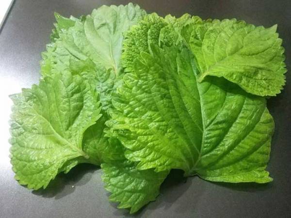 大量消費はこれで決まり！　大葉の醤油漬けが想像以上においしかった