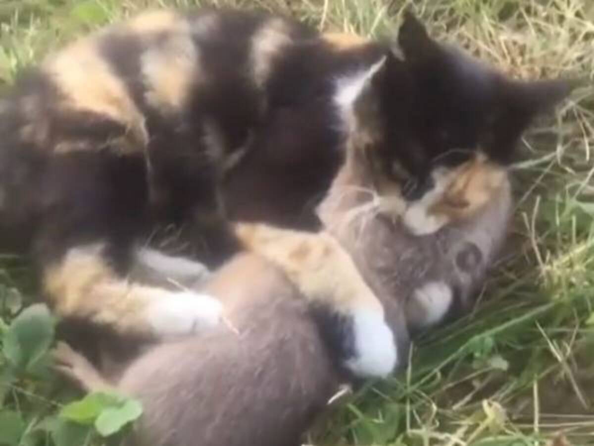 猫に捕まった大きなネズミ 続く展開に笑いが込み上げる かわいい 22年6月21日 ウーマンエキサイト 1 2