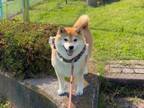 公園を散歩していた柴犬　飼い主が帰ろうとすると？　「なんて可愛いの」「たまらない」