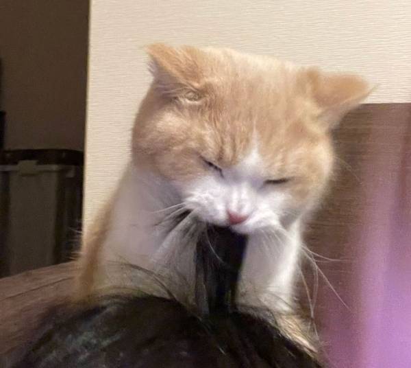 飼い主の髪の毛を甘噛みした猫　イチャイチャタイムかと思いきや？　「コレは予想外」「笑った」