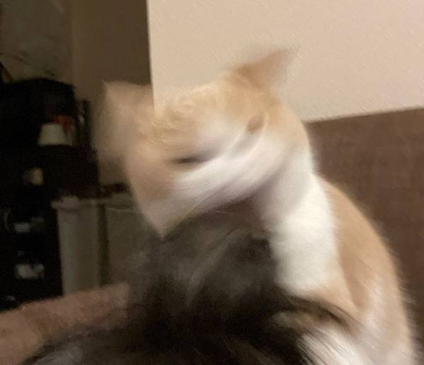 飼い主の髪の毛を甘噛みした猫　イチャイチャタイムかと思いきや？　「コレは予想外」「笑った」