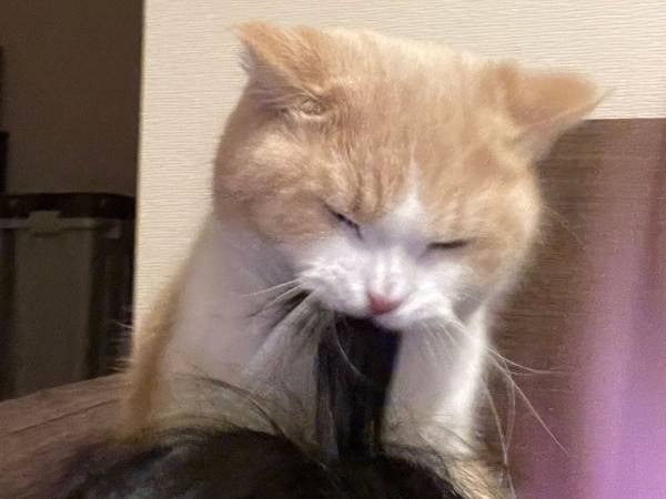 飼い主の髪の毛を甘噛みした猫　イチャイチャタイムかと思いきや？　「コレは予想外」「笑った」