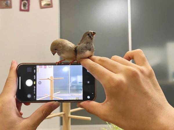 止まり木の上に立つ鳥を撮ろうとしたら…　オチに「違う、そっちじゃない！」