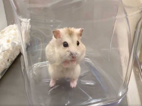「人生終わった…」　初めて動物病院に連れてこられたハムスター、反応がかわいすぎた