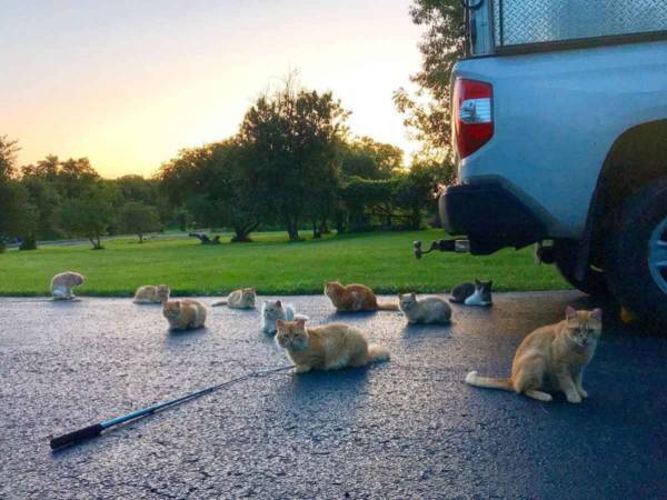 家を買ったら敷地内に１６匹の猫が住んでいた！　その数年後…？