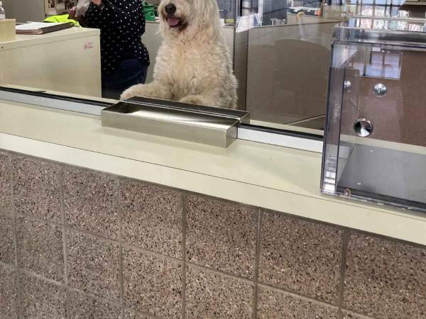 働いてる？　飼い主とはぐれて保護された犬　警察が投稿した写真に爆笑！