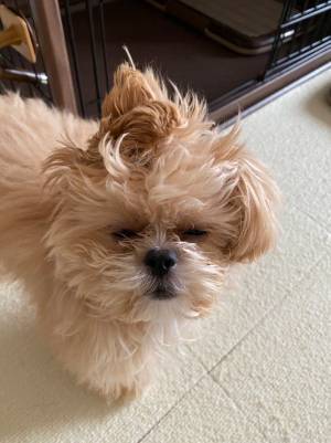 寝起きの犬の表情にキュン！　『スーパーサイヤ人みたい』『ベッカム？』