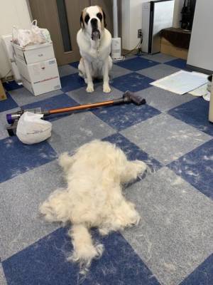 手前にも奥にも犬が！？　１枚の写真に「空蝉の術ができそう」