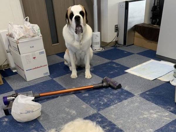 手前にも奥にも犬が！？　１枚の写真に「空蝉の術ができそう」