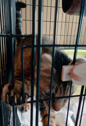 車に勝手に乗り込んできた！　タチの悪すぎる『当たり屋』に「幸せになってほしいな」