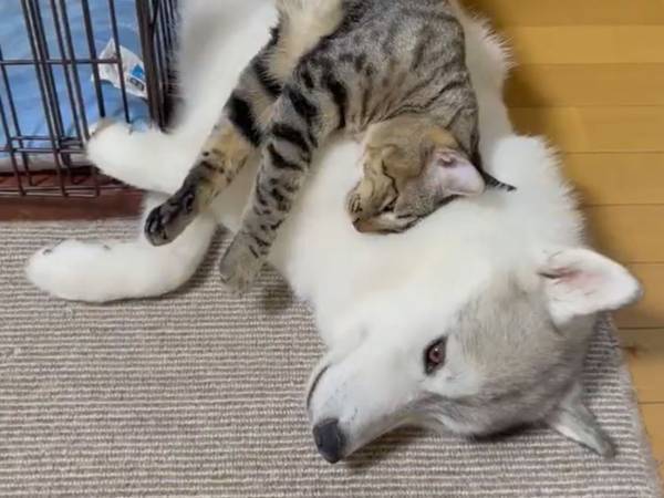 シベリアンハスキーの上に乗っていた猫が？　「吹いた」「ごまかし方がかわいい」