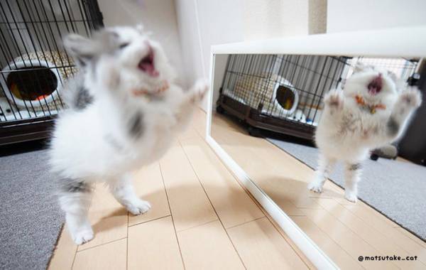 鏡を初めて見た子猫　反応に「決定的瞬間」「ずっと見ていたい」の声