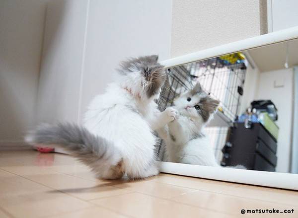 鏡を初めて見た子猫　反応に「決定的瞬間」「ずっと見ていたい」の声