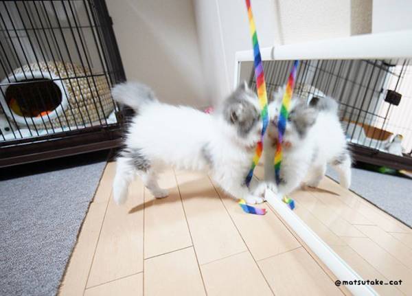 鏡を初めて見た子猫　反応に「決定的瞬間」「ずっと見ていたい」の声