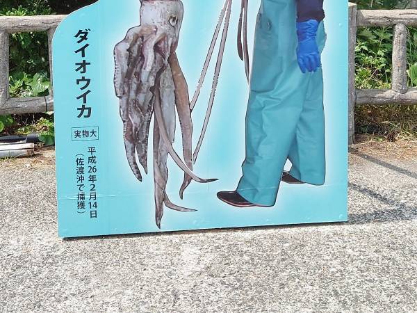 観光地で目にした『顔ハメ看板』　謎の状況に「どんな顔すればいいんだ？」