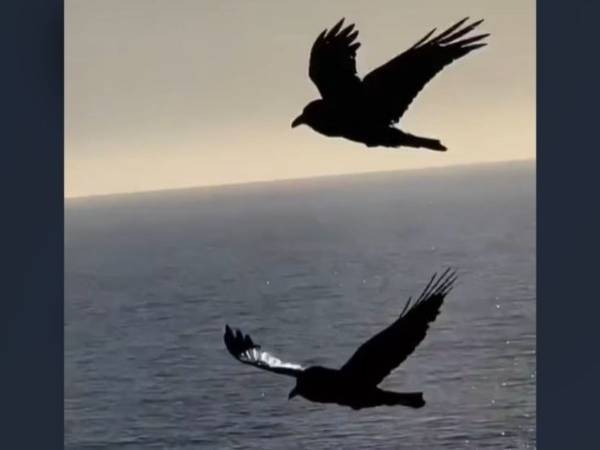 飛んでいるだけかと思ったら？　カラスが見せた『動き』に「信じられない」