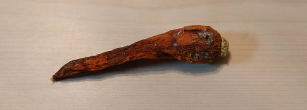 冷蔵庫に入れたままだったニンジンの姿に「一周回って漢方薬に？」