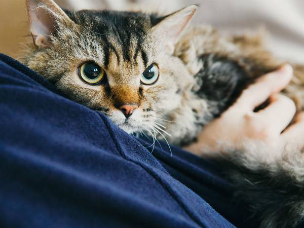 ヤマト運輸がウェブサイト『クロネコみっけ』をオープン！　猫が楽しめるコンテンツもあって？